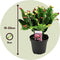 Plant in a Box - Schlumbergera Tricolor - Set van 3 Kerstcactussen - Kleurrijke bloeiende kamerplant - Pot 9cm - Hoogte 15-25cm