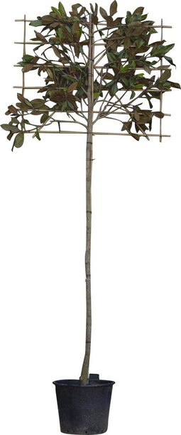 Leimagnolia 240 cm | Magnolia grandiflora ‘Galissonière’ 12-14 cm | Bomenbezorgd.nl