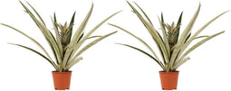 Duo 2 x Ananas Champaca