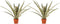 Duo 2 x Ananas Champaca