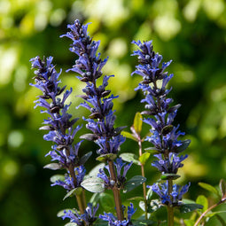 Ajuga 'Chocolate Chips' | 1 stuk | groenblijvende vaste plant | wintergroen | Rotsplant | plant voor rotstuin | alpine plant | Bodembedekker | vermijd onkruid | grondbedekker | 11x11 cm Kwekerspot | Blauw