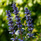 Ajuga 'Chocolate Chips' | 1 stuk | groenblijvende vaste plant | wintergroen | Rotsplant | plant voor rotstuin | alpine plant | Bodembedekker | vermijd onkruid | grondbedekker | 11x11 cm Kwekerspot | Blauw