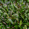 Ajuga 'Chocolate Chips' | 1 stuk | groenblijvende vaste plant | wintergroen | Rotsplant | plant voor rotstuin | alpine plant | Bodembedekker | vermijd onkruid | grondbedekker | 11x11 cm Kwekerspot | Blauw