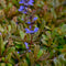 Ajuga 'Chocolate Chips' | 1 stuk | groenblijvende vaste plant | wintergroen | Rotsplant | plant voor rotstuin | alpine plant | Bodembedekker | vermijd onkruid | grondbedekker | 11x11 cm Kwekerspot | Blauw