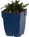 Ajuga 'Chocolate Chips' | 1 stuk | groenblijvende vaste plant | wintergroen | Rotsplant | plant voor rotstuin | alpine plant | Bodembedekker | vermijd onkruid | grondbedekker | 11x11 cm Kwekerspot | Blauw