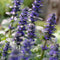 Ajuga 'Chocolate Chips' | 1 stuk | groenblijvende vaste plant | wintergroen | Rotsplant | plant voor rotstuin | alpine plant | Bodembedekker | vermijd onkruid | grondbedekker | 11x11 cm Kwekerspot | Blauw
