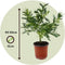 Plant in a Box - Mimosa acacia dealbata - Set van 2 - Mimosa struik - Mimosa met mooie helder gele bloemen - Pot 15cm - Hoogte 40-50cm