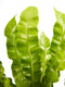 Asplenium Crispy Wave ↨ 30cm - 2 stuks - hoge kwaliteit planten