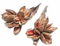 HBX Deco - Sororoca penca naturel