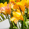 Plant in a Box - Freesia - Mix van 100 - Freesia Dubbel Mix - Bloembollen - Zomerbloeiers