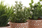 Decoratieve plant Home ESPRIT Polyethyleen Cement 12 x 12 x 17 cm (3 Stuks)