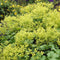 Alchemilla mollis | 1 stuk | Bloeiende vaste plant | bloemenpracht in de zomer | Bodembedekker | vermijd onkruid | grondbedekker | 11x11 cm Kwekerspot | winterhard | Geel