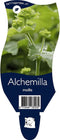 Alchemilla mollis | 1 stuk | Bloeiende vaste plant | bloemenpracht in de zomer | Bodembedekker | vermijd onkruid | grondbedekker | 11x11 cm Kwekerspot | winterhard | Geel