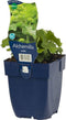 Alchemilla mollis | 1 stuk | Bloeiende vaste plant | bloemenpracht in de zomer | Bodembedekker | vermijd onkruid | grondbedekker | 11x11 cm Kwekerspot | winterhard | Geel