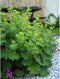 Alchemilla mollis | 1 stuk | Bloeiende vaste plant | bloemenpracht in de zomer | Bodembedekker | vermijd onkruid | grondbedekker | 11x11 cm Kwekerspot | winterhard | Geel