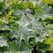 Alchemilla mollis | 1 stuk | Bloeiende vaste plant | bloemenpracht in de zomer | Bodembedekker | vermijd onkruid | grondbedekker | 11x11 cm Kwekerspot | winterhard | Geel