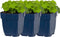 Alchemilla mollis | 1 stuk | Bloeiende vaste plant | bloemenpracht in de zomer | Bodembedekker | vermijd onkruid | grondbedekker | 11x11 cm Kwekerspot | winterhard | Geel
