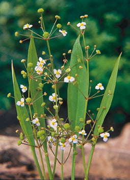 Alisma lanceolata P9