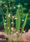 Alisma lanceolata P9
