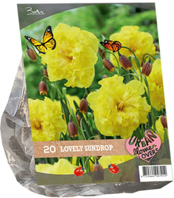 Urban Flowers - Lovely Sundrop per 20