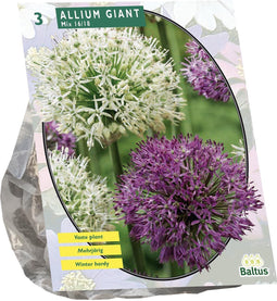 Allium Giant Mix per 3 | Bloembollen | Flower bulbs | Najaarsbloeier |Bulb les fleurs | Sierui