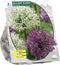 Allium Giant Mix per 3 | Bloembollen | Flower bulbs | Najaarsbloeier |Bulb les fleurs | Sierui