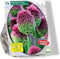 Allium Sphaerocephalon per 75