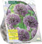 Allium Stipitatum per 2| Bloembollen | Flower bulbs | Najaarsbloeier |Bulb les fleurs