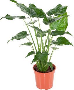 Alocasia Cucullata ↨ 100cm - hoge kwaliteit planten