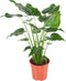 Alocasia Cucullata ↨ 100cm - hoge kwaliteit planten