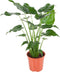 Alocasia Cucullata ↨ 100cm - hoge kwaliteit planten