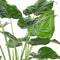 Alocasia Cucullata ↨ 100cm - hoge kwaliteit planten
