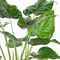Alocasia Cucullata ↨ 100cm - hoge kwaliteit planten