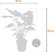 Alocasia Cucullata ↨ 100cm - hoge kwaliteit planten