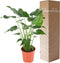 Alocasia Cucullata ↨ 100cm - hoge kwaliteit planten
