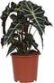 Alocasia Polly - ↨ 45cm - Potmaat 17 - Exclusieve Kwaliteit Planten - Kamer Plant - Kamerplanten - Sfeer - Interieur