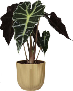 Alocasia Polly in ELHO Vibes Fold sierpot (botergeel) ↨ 35cm - hoge kwaliteit planten