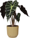 Alocasia Polly in ELHO Vibes Fold sierpot (botergeel) ↨ 35cm - hoge kwaliteit planten