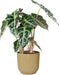 Alocasia Polly in ELHO Vibes Fold sierpot (botergeel) ↨ 35cm - hoge kwaliteit planten