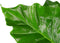 Alocasia portadora ↨ 90cm - hoge kwaliteit planten