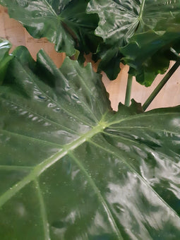 Alocasia Portadora kamerplant