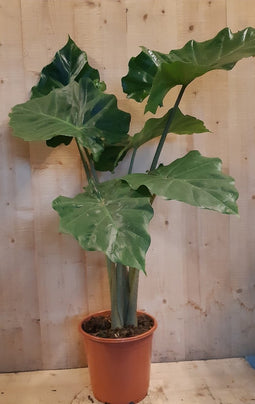 Alocasia Portadora kamerplant
