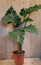 Alocasia Portadora kamerplant