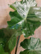 Alocasia Portadora kamerplant