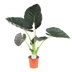Alocasia 'Regal Shields'