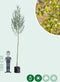 Witte wilg | Salix alba 18-20 cm | Bomenbezorgd.nl