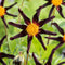 Plant in a Box - Dahlia 'Verrone's Obsidian' - set van 3 - zomerbloeiers - dahliaknollen - tuinbloemen - Paars