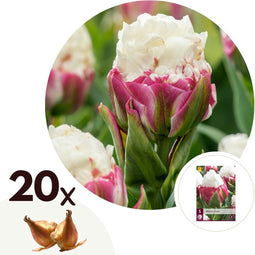 Plant in a Box - Tulipa Ice Cream - Bloem bollen x20 - Tulp - Paars Wit - Tulpen uit Holland