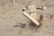 Tactic Kubb - Actiespel - Luxe houten draagkist - Duurzaam grenenhout