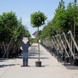 Amberboom bolvorm 220 cm stamhoogte | Liquidambar s. 'Gum Ball' 10-14 cm 220 cm| Bomenbezorgd.nl